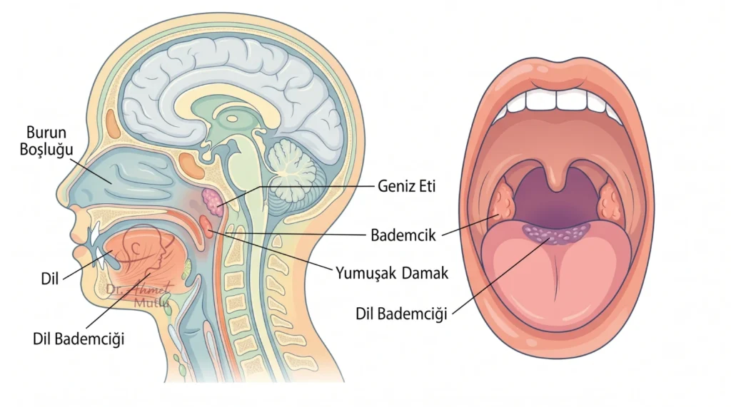 Geniz Eti ve Bademcik Büyümesi nedir